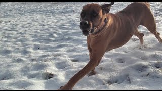 Rhodesian Ridgeback attacks Sled and kicks off Father amp Son [upl. by Burbank]