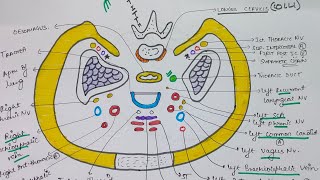 THORACIC INLET AND SIBSONS FASCIA  THORAX ANATOMY  MBBS FIRST YEAR  EASY TRICKS [upl. by Norved699]