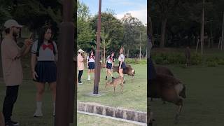 自然の愛に抱かれて  Nara Deer Park Japan 奈良日本旅行  お辞儀をする鹿日本  日本ビデオブログ 4k  へずまりゅう 奈良公園  fun [upl. by Ecraep]