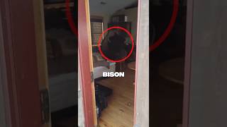 Poor bison only got 3 likes 😭 animals animal viralshorts shorts pets petlovers funny [upl. by Aidul518]