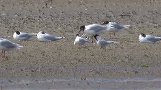 Roseate Terns Ferrybridge 18th July 2024 [upl. by Aubrie10]