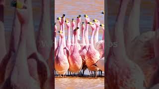 Did You Know A Group of Flamingos is Called [upl. by Attekram]