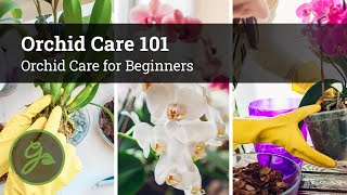 Orchid Care 101  Orchid Care for Beginners [upl. by Nalyak]