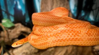 Corn Snake Care [upl. by Etem]