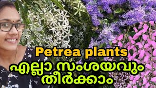 Petrea Violet എല്ലാ സംശയവും തിർക്കാം നന്നായി വളർത്താം TipS noW [upl. by Joli840]