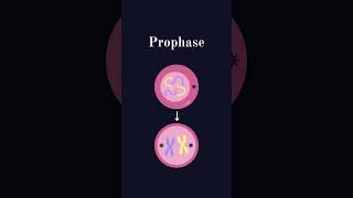 La mitose  science biologie charmleguide charmane cellule adn mitose shorts viralvideo [upl. by Avad]