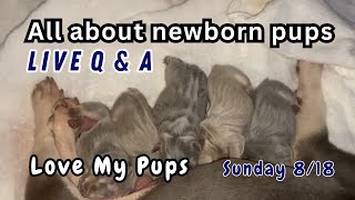 Love My Pups all about new born pups [upl. by Biron]