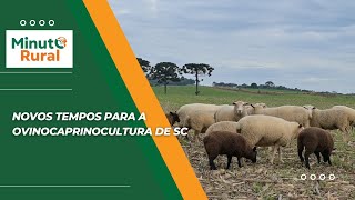 Novos tempos para a ovinocaprinocultura de SC [upl. by Norag]