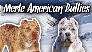 What makes the MERLE American Bully Unique  Designer Dog [upl. by Okihcim526]