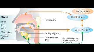 Physiology of saliva Salivary glands volume of saliva composition of saliva and functions [upl. by Lenrow]