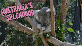 Song for Australias Splendour  Tribute to the Land Down Under [upl. by Nyleimaj]