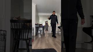 Practicing walking w dog Bipedal Buddy 🥹 dog tricks walking puppy fyp cool watch happy [upl. by Namwen]