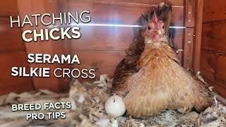 Hatching Chicks With Hens Sizzle Silkie Frizzle  Serama Cross Using Brooders [upl. by Nelyag]