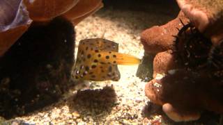 Boxfish Ostracion cubicus  Gelbbrauner Kofferfisch 1 [upl. by Ayo]