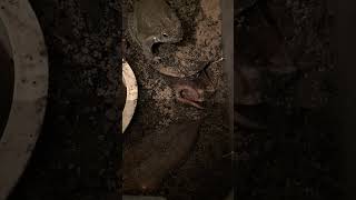 Trained my Sonoran Desert toad to come to the sound of the tongs mustwatch highlights highlight [upl. by Ahsinak]