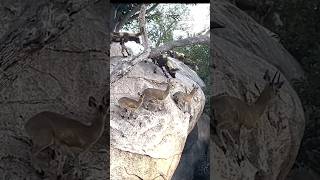 Klipspringers Outsmart Wild Dogs in HighStakes Chase viralvideo animalshorts [upl. by Heyde]