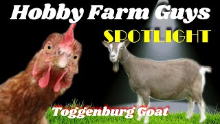 HFG Farm Animal Spotlight Toggenburg Goat [upl. by Elidad]