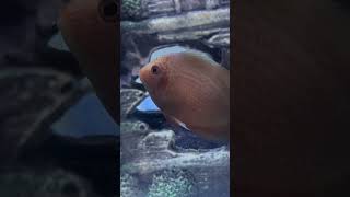 Severum fish 🐠 severumfish severumfishcare severumfishtank fish fishtank aquarium ytshorts [upl. by Ahsem180]