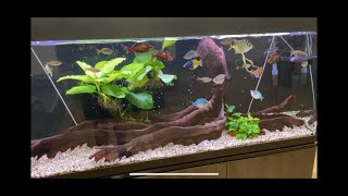 Australian Native Rainbowfish Office Tank  Water change day [upl. by Datha414]