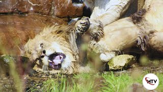 Lion vs Lion  Why Serengeti Lions kill Their King [upl. by Lenard]