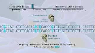 Science Bulletins Neanderthal DNA Sequenced [upl. by Ane]