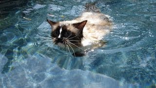 CAT swimming like a BOSS  Ragdoll Cat Swimming in Pool [upl. by Mcilroy136]