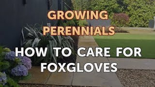 How to Care for Foxgloves [upl. by Louanne347]