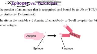 lecture 13 Epitope and Paratope [upl. by Ahsirpac]