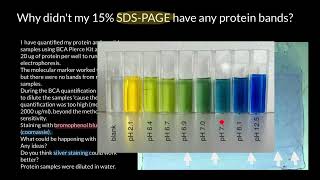 Bromophenol blue vs Coomassie Brilliant Blue [upl. by Yenittirb]