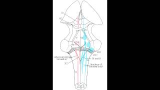 Vagal Nuceli  Nucleus Solitarius Nucleus Ambiguus amp Dorsal Motor Nucleus [upl. by Kronick]