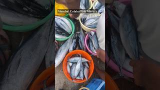 Mumbai colaba wholesale fish market  Vishal prabhe fishing shorts [upl. by Enerual]