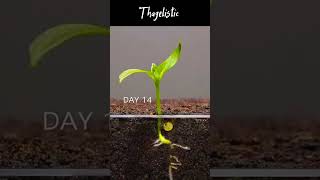 Growing Red Bell pepper time lapse farmer plants foryou [upl. by Ahseinat462]