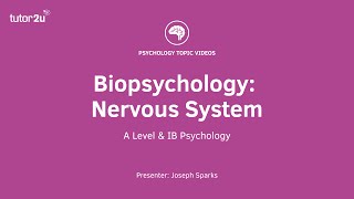 Biopsychology Nervous System Explained [upl. by Ariad]