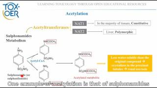 14 Phase II reactions Acetylation by acetyltransferases [upl. by Emlynne]