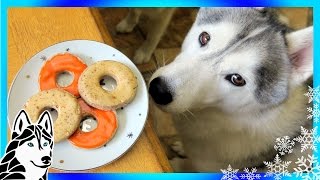 DIY DOG TREATS APPLE CINNAMON DONUTS  Snow Dogs Snacks 57  DIY Dog Treats [upl. by Yliram]