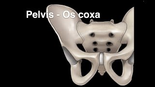 Pelvis Osteology Os coxa [upl. by Ogdan]