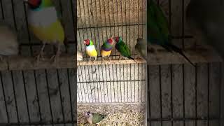 Golden finches youtube Birds YouTubeShortsbirds [upl. by Evans844]