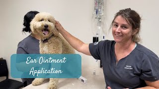 Applying Ear Ointment to Your Dog’s Ears [upl. by Yecart]