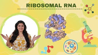 Structure amp Function of Ribosomal RNA  Std 9th amp 10th  Biotorial [upl. by Emixam743]