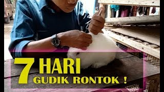 Mengobati Kelinci Sakit Gatal Scabies dan Gudig [upl. by Hubsher760]