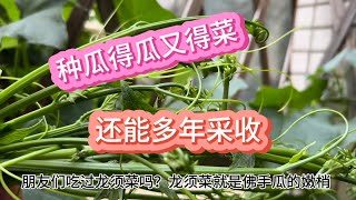 种一棵佛手瓜吧，既有瓜又有菜，一直在收获的路上 [upl. by Nirehtac316]