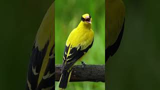 A natural singer wearing golden coatWildlife birdsBlacknaped Oriole Oriolus chinensis birds [upl. by Llemij103]