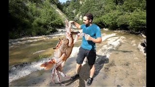 Il misterioso GRANCHIO DI FIUME [upl. by Alyakim471]