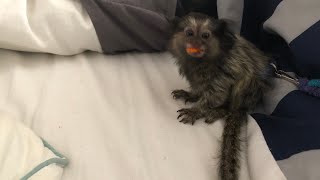 Marmoset Monkey Eating Dried Fruit Snack [upl. by Aicercul225]