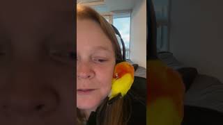 The Funniest Birds on the Internet 🦜🤣 funny birds parrot pets funnyanimal [upl. by Ellebana]