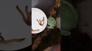 Litoria caerulea Whites tree frog eating superworms [upl. by Wilfred685]