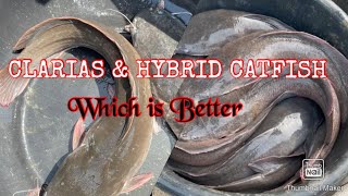 CLARIAS amp HYBRID CATFISH which is Better [upl. by Okajima]