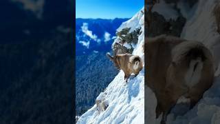 Ibex at the top of the mountain cover with snow [upl. by Nani]