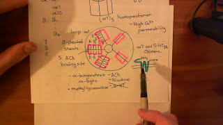 5HT3 Receptor Antagonists Part 4 [upl. by Ilbert]