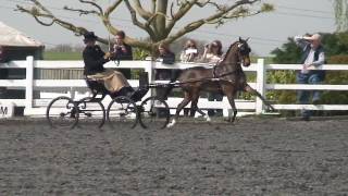 Novice ponies at Patchetts 2010 [upl. by Kachine]